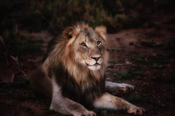 Sur les traces des animaux sauvages : safaris et sanctuaires à visiter