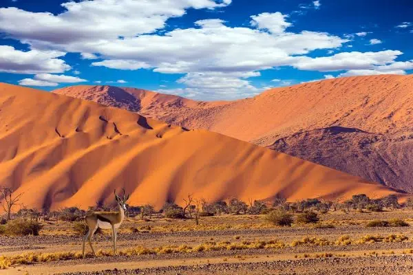 Découvrez l’Afrique au cours d’un voyage en Namibie