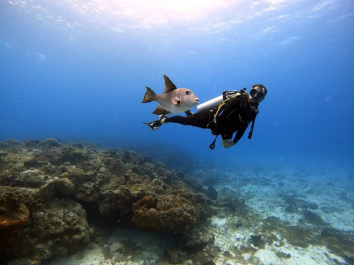 Les plus belles plongées du monde pour les amoureux de la faune marine