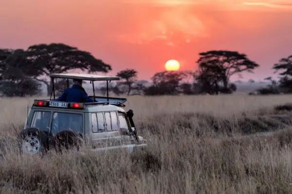 Où aller en safari en février ?