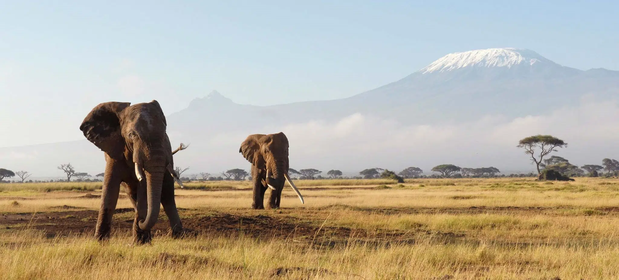 Quel est le meilleur endroit pour faire un safari ?