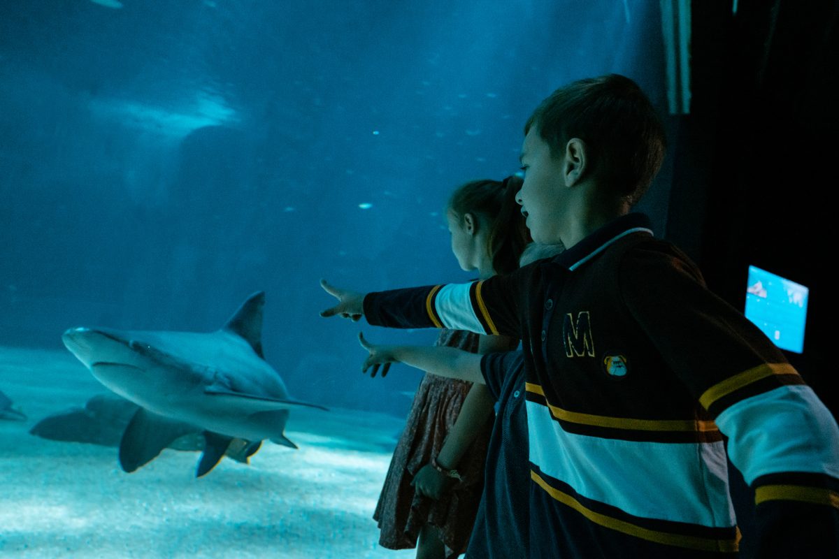 Requin gris et public