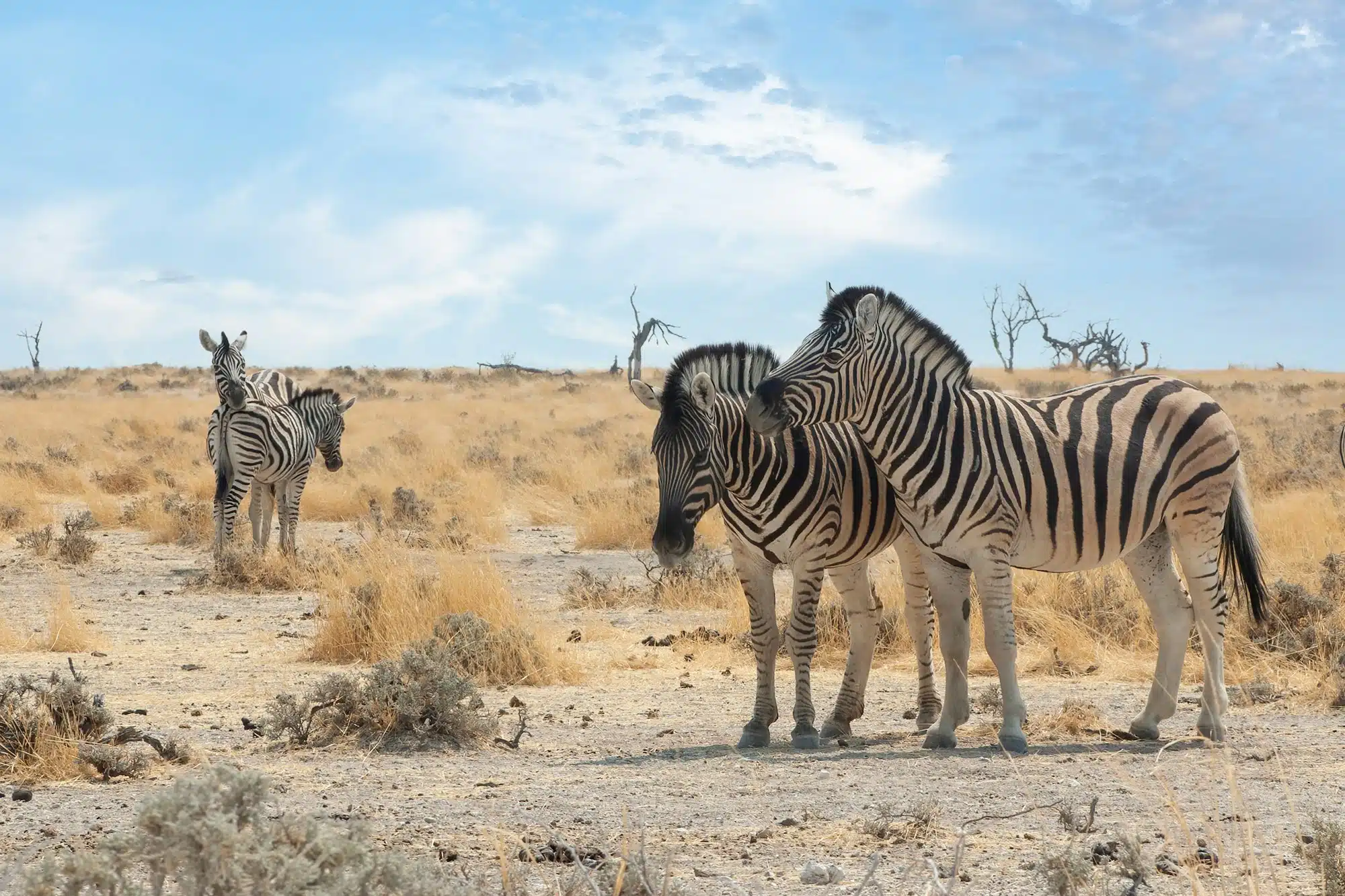 Le voyage idéal en Namibie