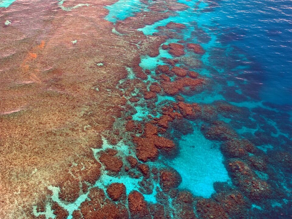 Pourquoi un récif corallien ?