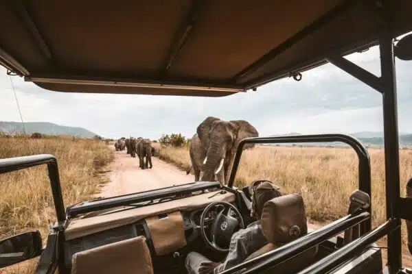 Pourquoi est-il important de vivre l’expérience d’un safari au moins une fois dans la vie ?